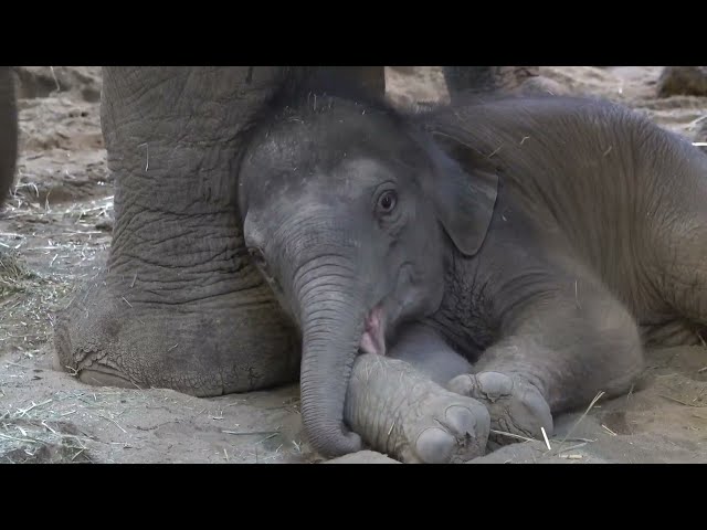 Five-Day Old Baby Elephant Meets Auntie