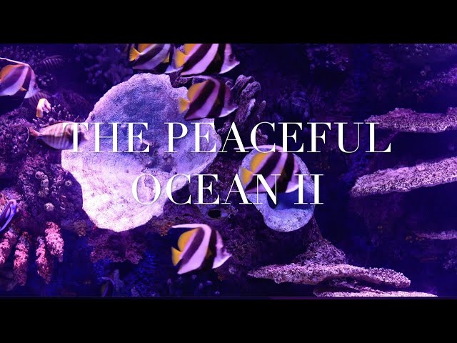 The Peaceful Ocean II 4K  Relaxation, Stress Release, Nature, Ambience