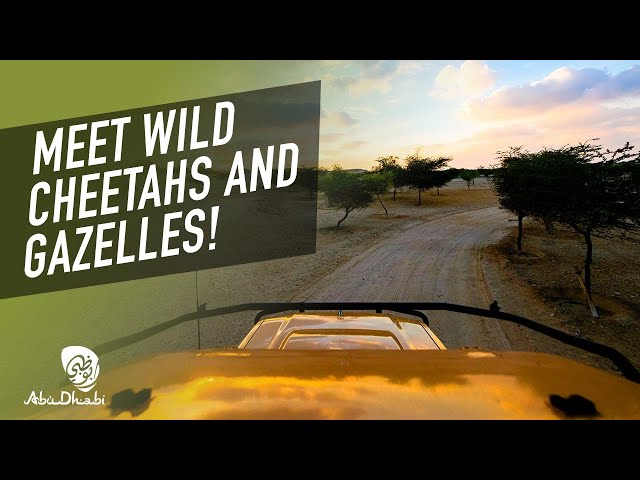 Abu Dhabi Things to do with Family in 360 | Sir Bani Yas Island