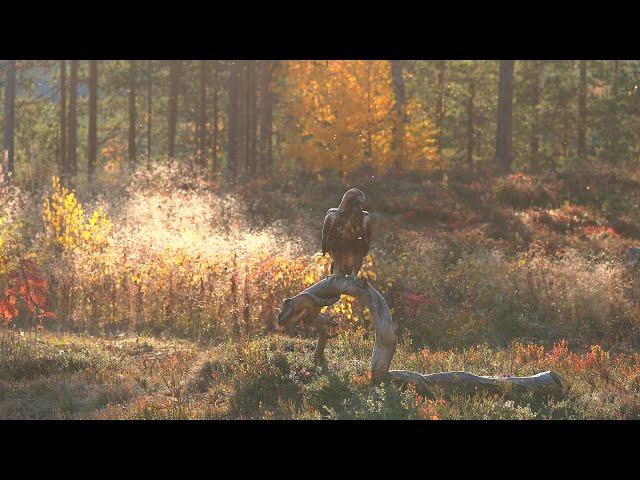 A scary Golden Eagle tries to eat food in Oulanka National Park - 4K HDR