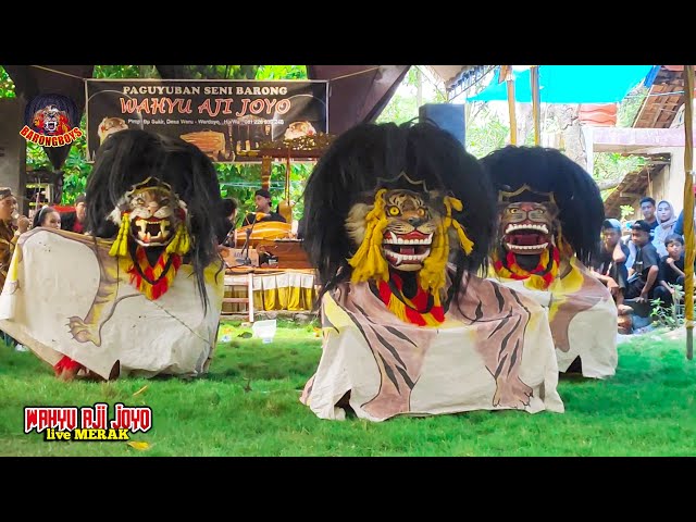 Keren Banget!! Rampak Barongan Kucing! Wahyu Aji Joyo Werdoyo live Merak BarongBoys