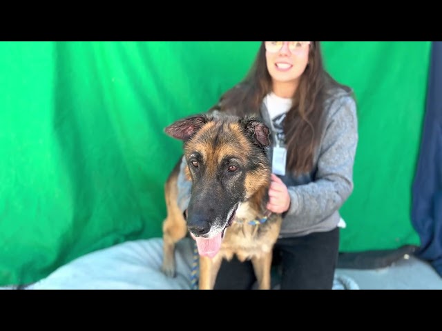 A5023457 Lucky  | German Shepherd Mix