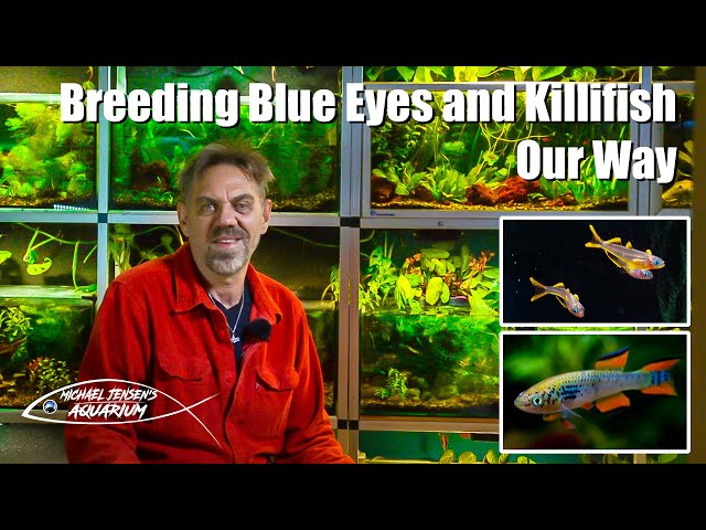 Breeding Killifish and Blue Eyes - Our Way