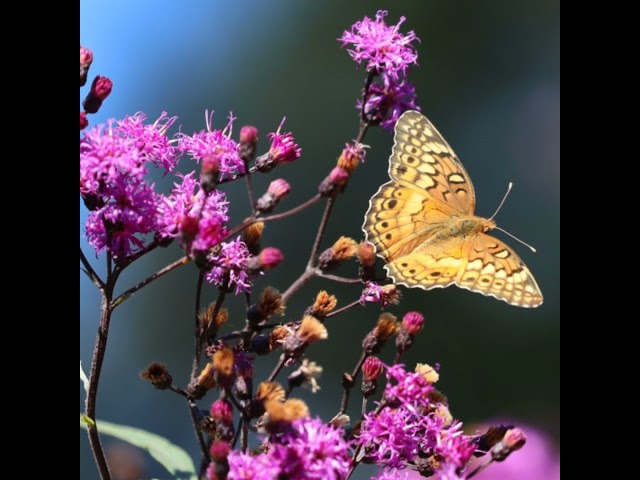 GardenDC Podcast Episode 227: Ironweed for the Mid-Atlantic Garden