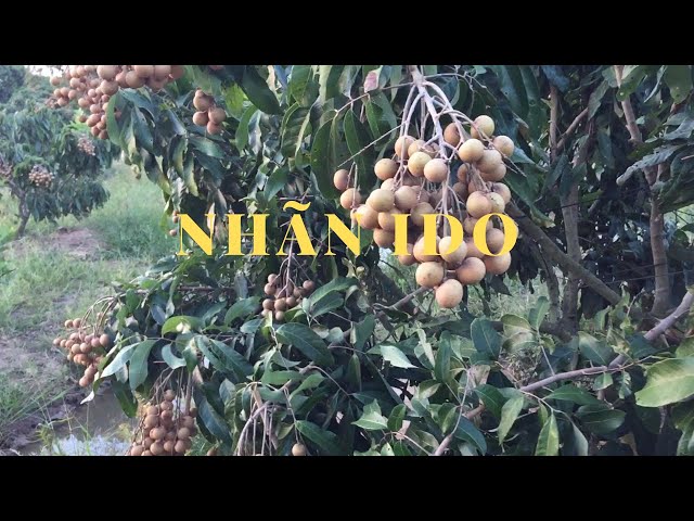 #02 Thu Hoạch Nhãn IDO | Xử Lý Nhãn IDO Ra Hoa