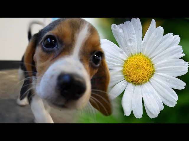 Little Daisy the beagle won't be going to a lab (4,000 beagles)!