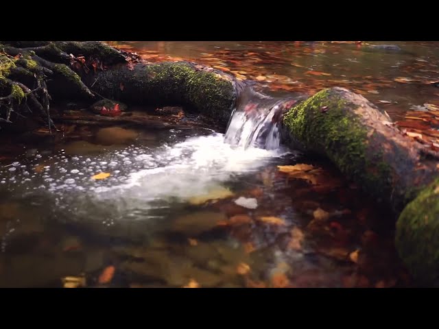 Gentle stream sounds | Relaxing stream sound use for Relaxation,sleep