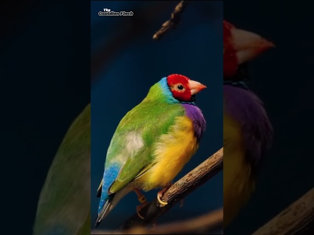 Gouldian Finch 🦜 #Animals #shorts