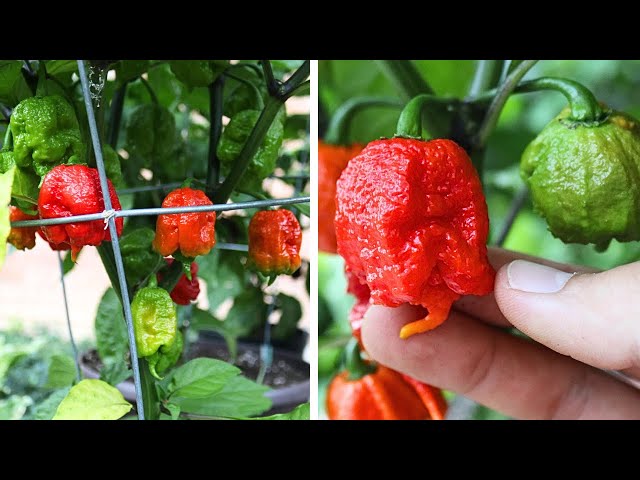 17 Deadly Tips for Growing CAROLINA REAPER Superhot Peppers!