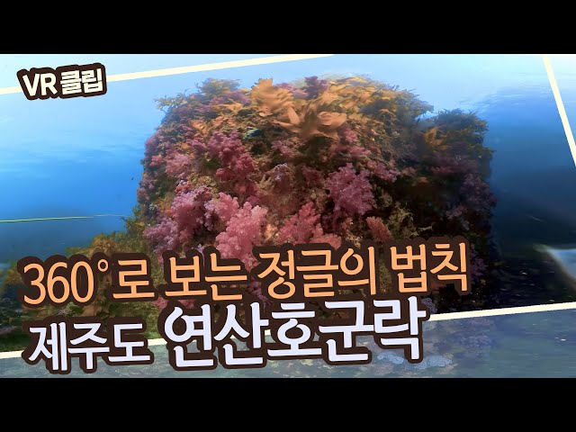 [깜짝 선물🎁][VR 스페셜 클립] 바다에서 만나는 꽃동네💐 천연기념물 제442호 제주연안 연산호 군락 360도로 즐기기!