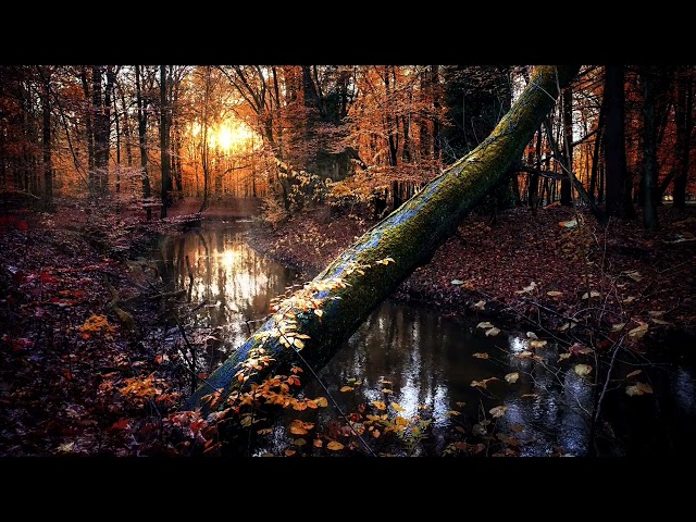 "3 Hours of Rain in the Woods with Distant Thunder | Nature Sounds for Relaxation"