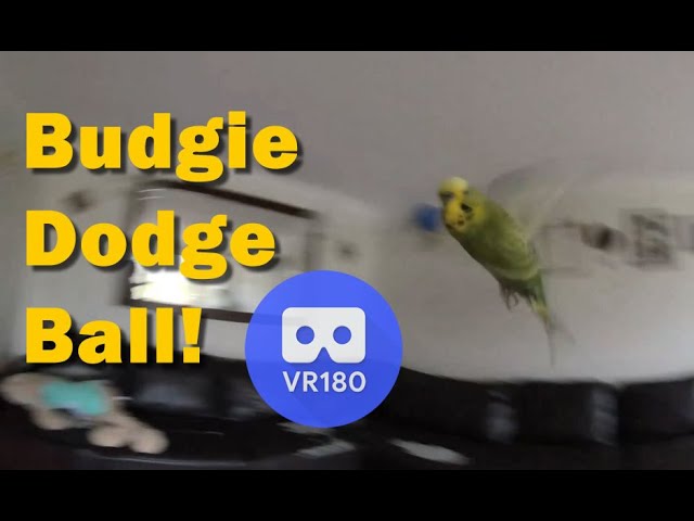 Playing Dodge Ball With My Budgies, Where the Budgie is the ball ! Advanced Parakeets Training