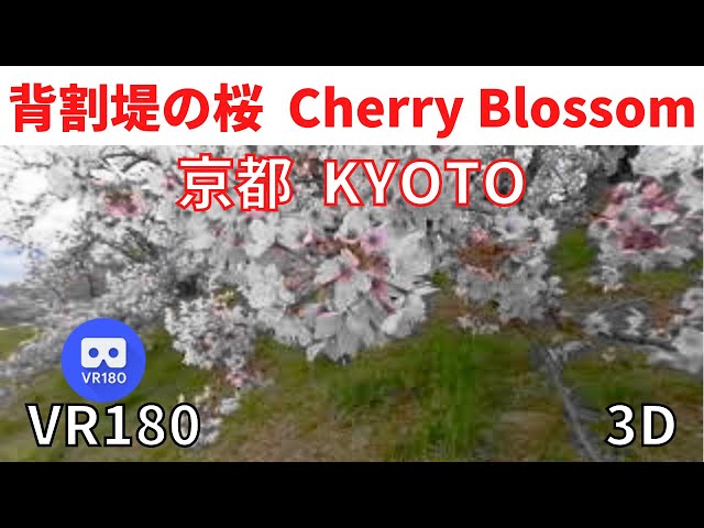 VR180 京都観光 八幡市背割桜 01(再編集) Japan Kyoto Yahatacity Sakura  Cherry Blossom 3D動画