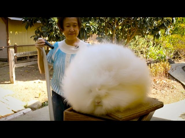 Record Breaking Rabbits: Angora Bunnies Get Blow-Dried