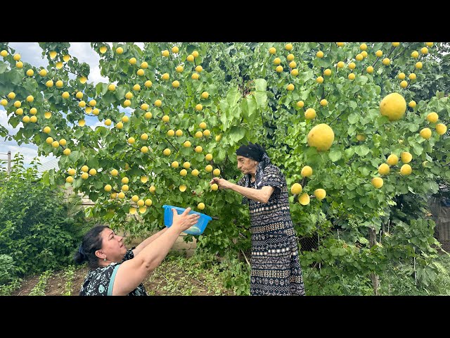 Harvesting Lots of Apricots and Keeping Apricot Juice for Winter!