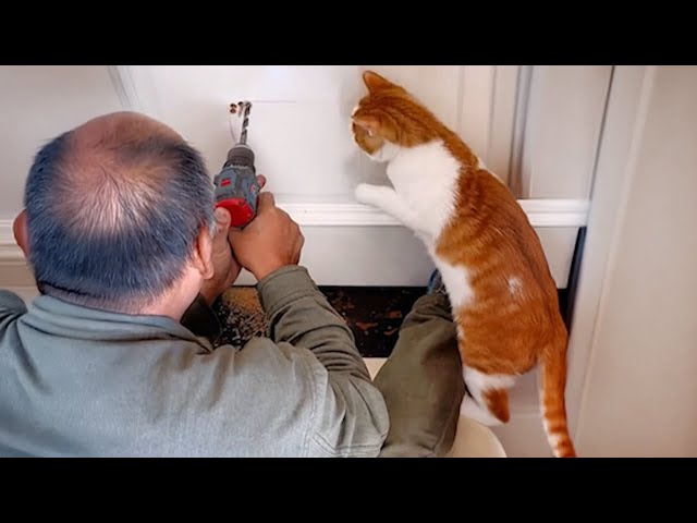 A Curious Cat’s Life is Never Boring - Silly and Funny Cats Video