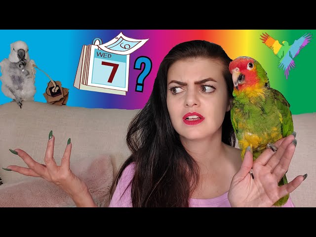 How Long Does It take to BOND With Your NEW BIRD? | PARROT TAMING AND DEVELOPMENT STORIES!