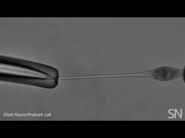 Watch Lacrymaria olor’s neck extend | Science News