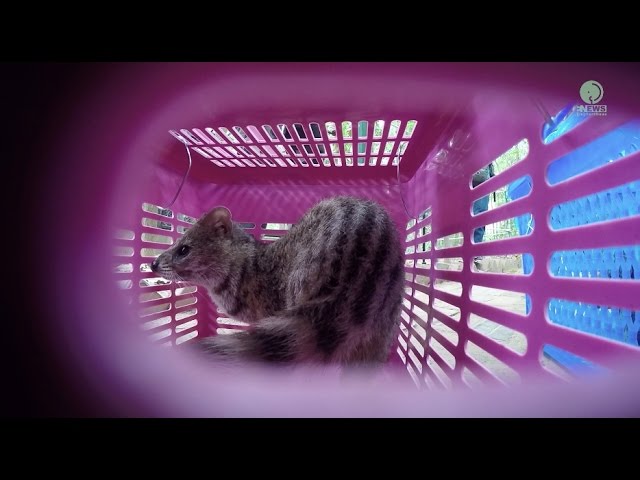 An incredible moment of releasing the captive Indian civet cat back to the wild