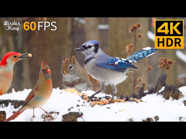 Cat TV for Cats to Watch 😺🐦 Cheerful Winter Birds and Squirrels 🐿 Cat Games 4K HDR 60FPS