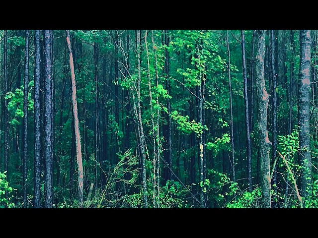 Calming rain sound to help you sleep