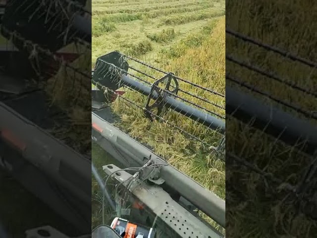 2188 cutting rice