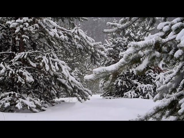 🌿Stress Relief! Snow-Laden Pine Branch Sounds | Alleviate Anxiety,  Sleep Companion