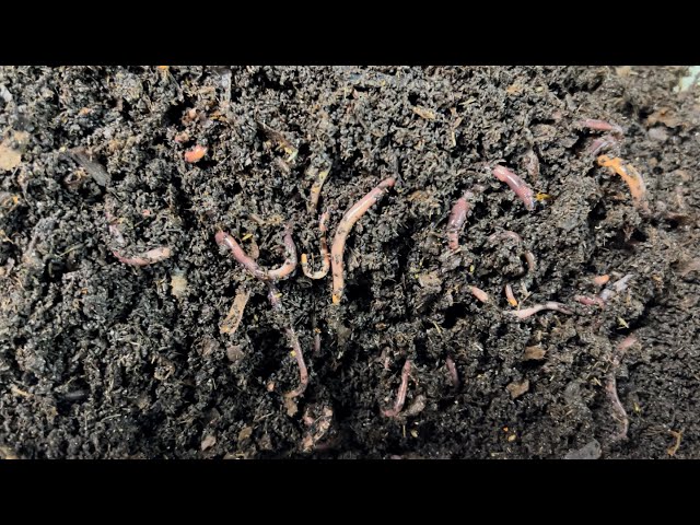 100 Red Wigglers + 6 Months = How Many Worms? WOW!!