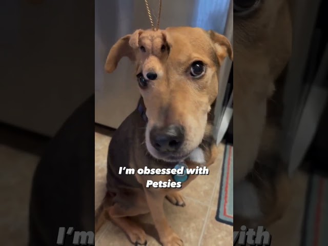 It's Okay to be Obsessed With Your Pet! | Petsies©