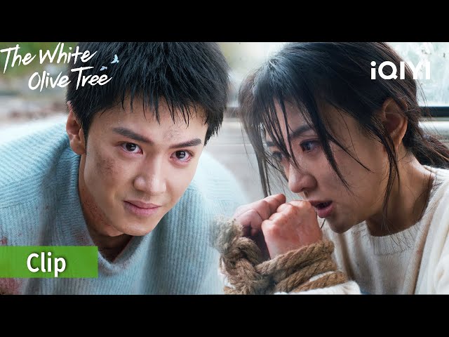 🆘 Song Ran is taken away as a hostage | 🕊️The White Olive Tree | iQIYI Philippines