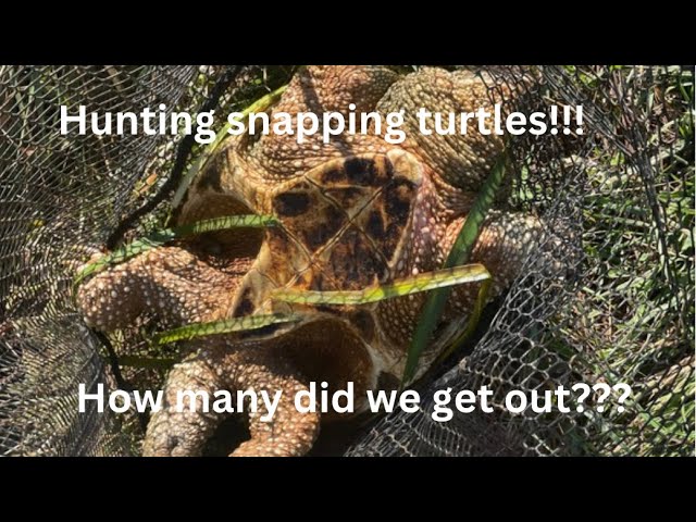 Catching snapping turtles!!! 🐢 #subscribe#LilysOutdoors#jesus#hunting#fyp#hunt#videos#like#comment