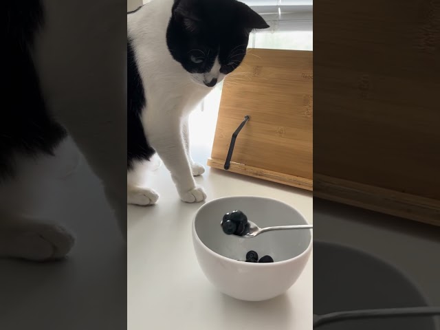 Cat discovers the joy of blueberries #catshorts