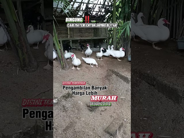 MAU CARI ENTOK JUMBO BLITAR ‼️DISINI HARGA LEBIH MURAH #ayam #budidayaentok #ternak #duck #entok