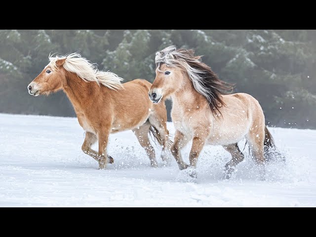 Instrumental Acoustic Indie Playlist / Chill Music "Winter Celtic Realms" Open Road Folk Music