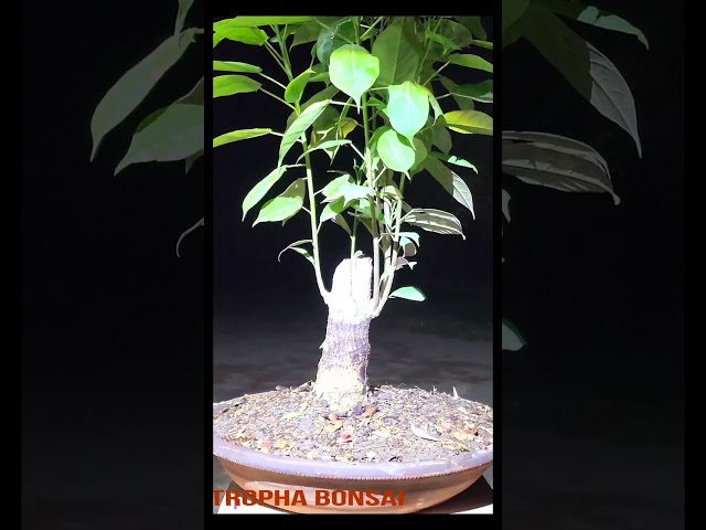 Repotting my Jatropha bonsai (Under training) || جٹروفا بونسائی کی ری پوٹنگ