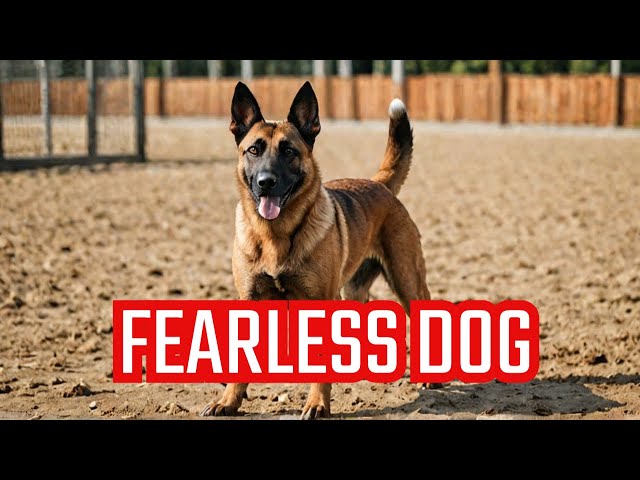 This Is Why a Belgian Malinois Will NEVER Back Down! | Dog Training | Malinois