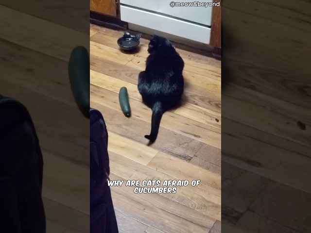 Why are cats afraid of cucumbers?