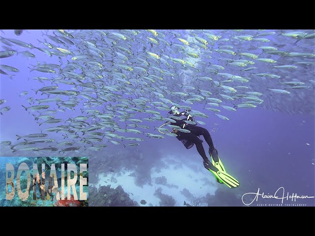 Living & Diving in Bonaire - Episode 8 2024