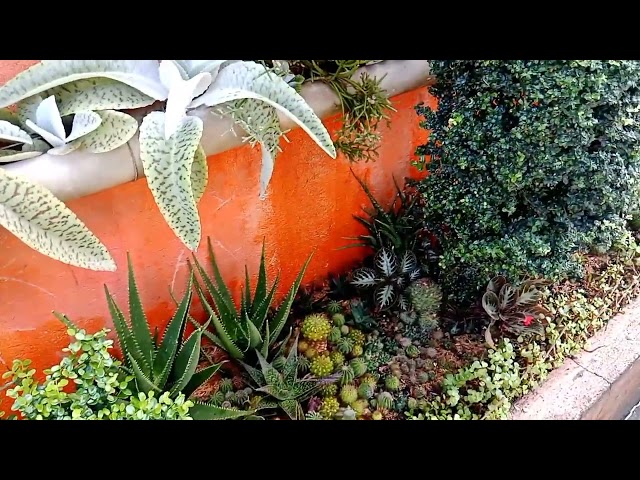 #628 Holy Plants Update..1st Flat, Front Yard Garden.. Succulent Davao