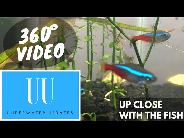 360 FISH TANK!!! Go Pro Fusion