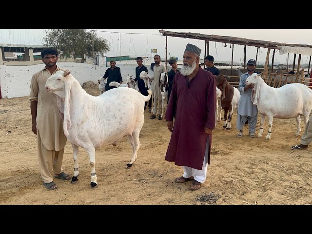 Pak Biggest Bakra’s of Fazal #cattle and #goat  Farm Karachu #bakramandi #qurbani_2024 #cattlemarket