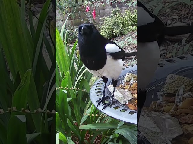 A noisy magpie perched on the garden bird bath #magpies