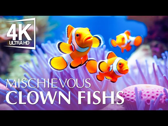 Mischievous Clown Fishs 4K (ULTRA HD) - Best Aquarium Tour Ever With Calming Music