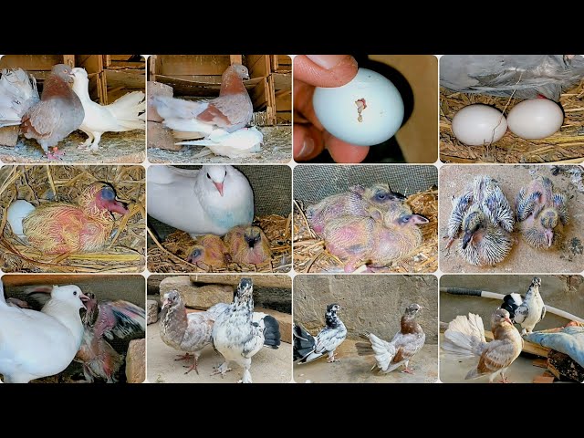 Pigeon eggs hatched and Pigeons Baby Growth Day by day 44 days progress