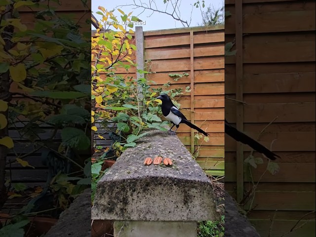 Do Magpies REALLY Steal Shiny Objects?