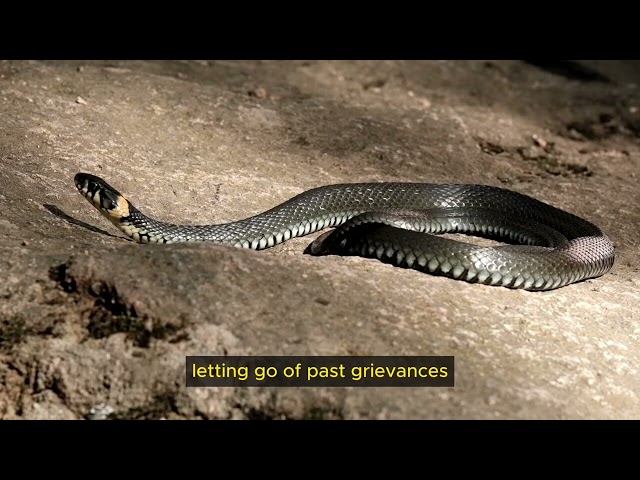 5 Life Lessons from Snakes | Wisdoms and Exercises