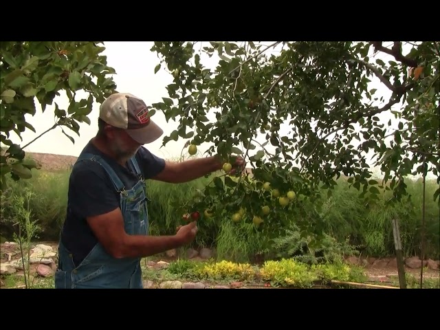 JUJUBES - How to Know When They are Ripe and Ready for Harvest!