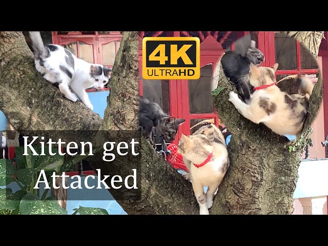 kitten gets attacked! 😱 #cat #kitten #catattack #kucing #catplaying #catvideos