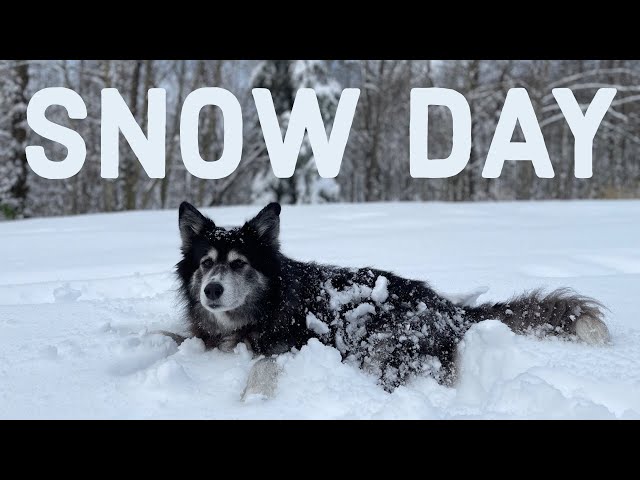 Jake and his human sidekick in Husky Mix Heaven | Lorne Cardinal