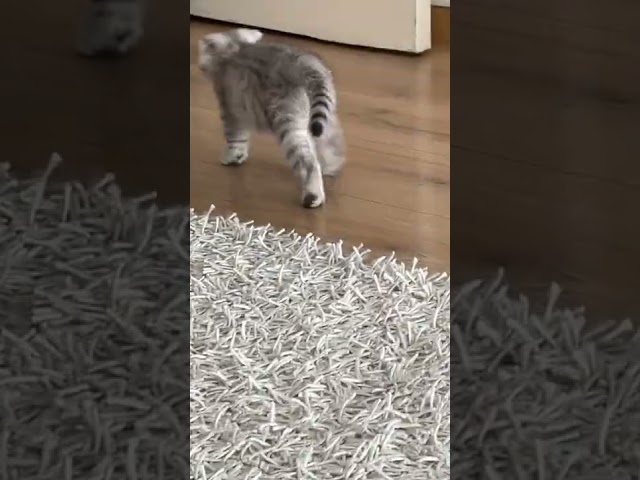 cute kitty cat meow funny  😂 #shorts  #shorts #cat #meow  #tiktok #short #viral #funny